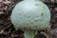 Amanita rhopalopus image