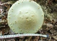 Amanita rhopalopus image