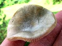 Russula modesta image