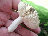 Russula modesta image