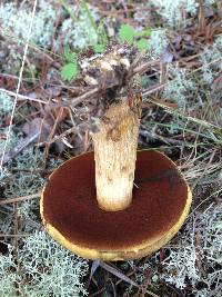 Boletus vermiculosoides image