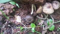 Psathyrella delineata image