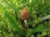 Psilocybe semilanceata image