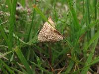 Psilocybe semilanceata image