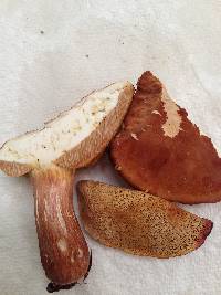 Xanthoconium affine image