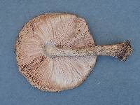 Pluteus exilis image