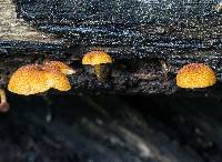 Pholiota granulosa image