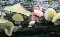 Auricularia angiospermarum image