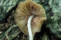 Pluteus longistriatus image