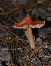 Hygrocybe calyptriformis var. calyptriformis image