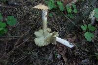 Megacollybia platyphylla image