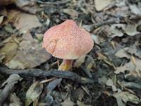 Chalciporus rubinellus image