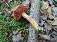 Chalciporus rubinellus image