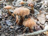 Cortinarius distans image