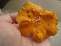 Cantharellus lateritius image