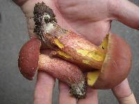 Baorangia bicolor image