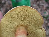 Boletus miniato-olivaceus image