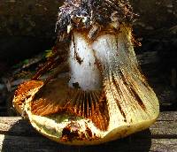 Cortinarius verrucisporus image