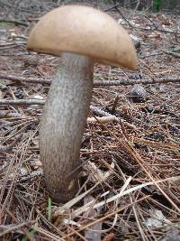 Leccinum vulpinum image