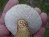 Tylopilus felleus image