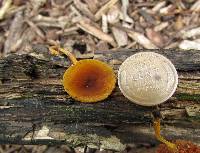 Xeromphalina tenuipes image