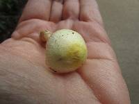 Agaricus auricolor image