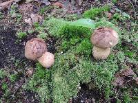 Tylopilus rubrobrunneus image