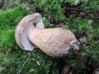 Tylopilus rubrobrunneus image