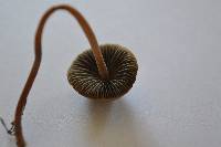 Panaeolus cinctulus image