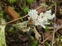 Clavulina rugosa image