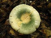 Russula parvovirescens image