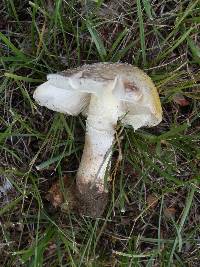 Amanita flavorubens image