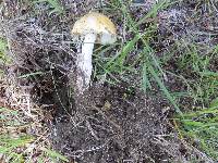 Amanita flavorubens image