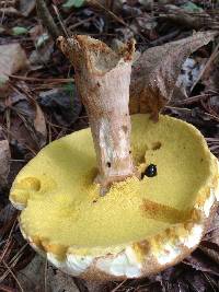 Boletus variipes image