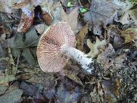 Lactarius subpurpureus image