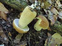 Boletus variipes image