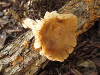 Lactarius marylandicus image