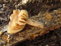 Lactarius marylandicus image