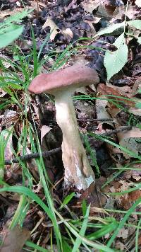 Tylopilus rubrobrunneus image