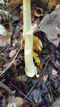 Amanita elongata image