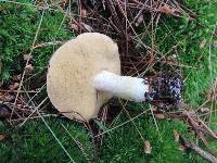 Suillus weaverae image