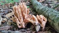 Ramaria formosa image