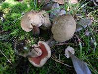 Boletus quercinus image