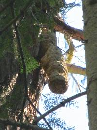 Fomitopsis officinalis image