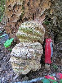 Fomitopsis officinalis image