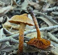 Cortinarius distans image