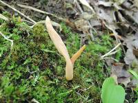 Clavulinopsis laeticolor image