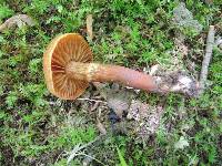 Cortinarius distans image