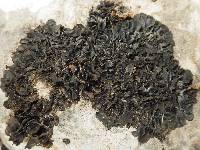 Collema flaccidum image