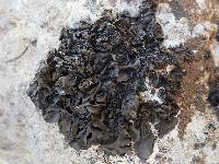 Collema flaccidum image